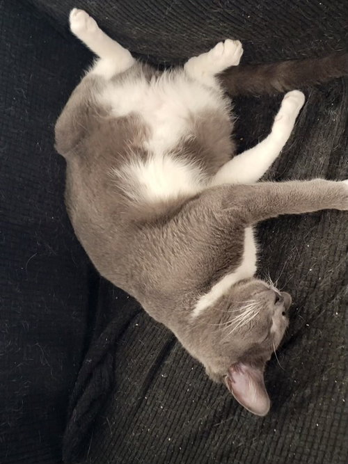 JETHRO NAPA HM - Tuxedo available for adoption