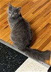 adoptable Cat in napa, CA named Alvin (MC)