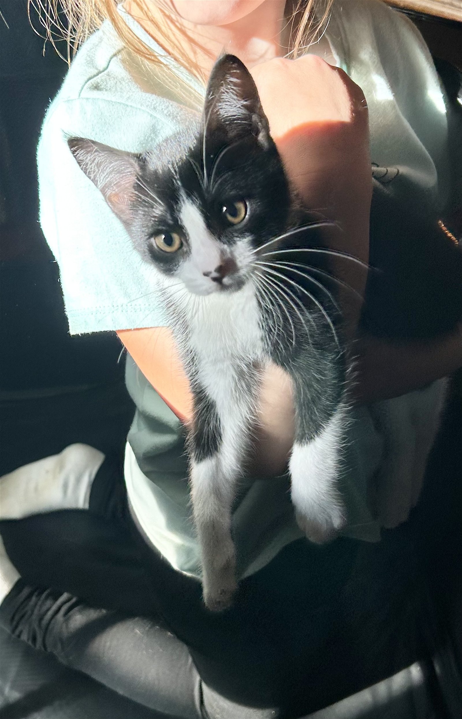 adoptable Cat in Napa, CA named Delilah (MC)