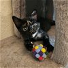 adoptable Cat in napa, CA named Bento (S)