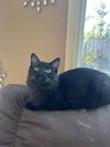 adoptable Cat in napa, CA named Dobbie Napa CS