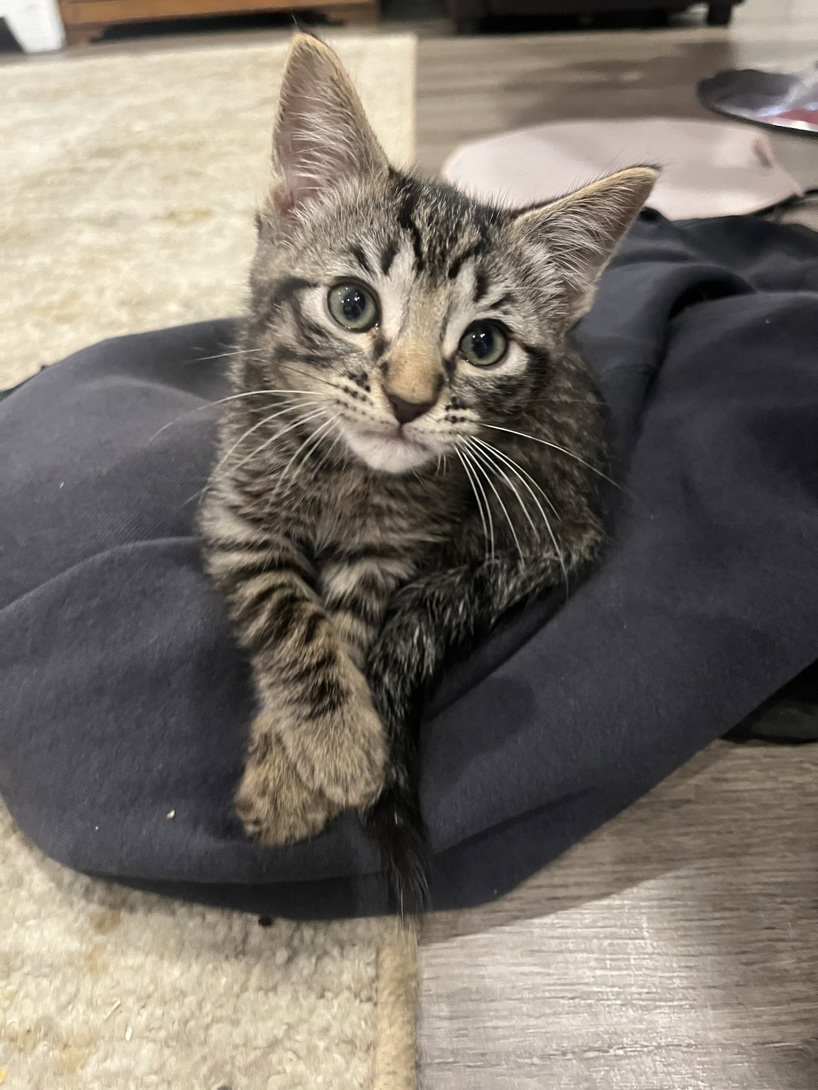 Cats for Adoption in Pleasant Hill, California Alpha Paw