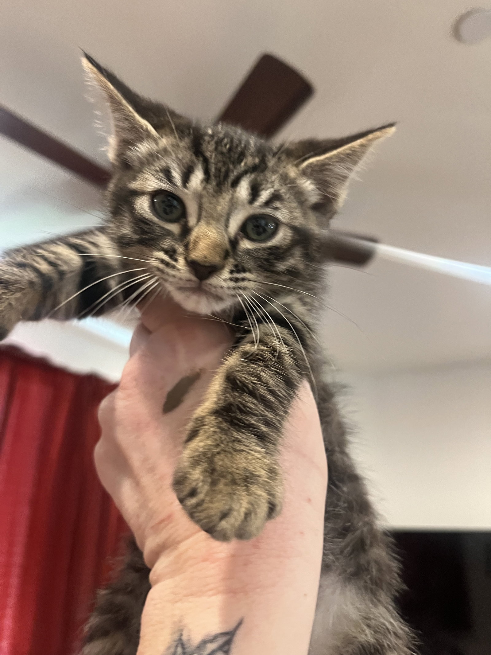 Cats for Adoption in Pleasant Hill, California Alpha Paw
