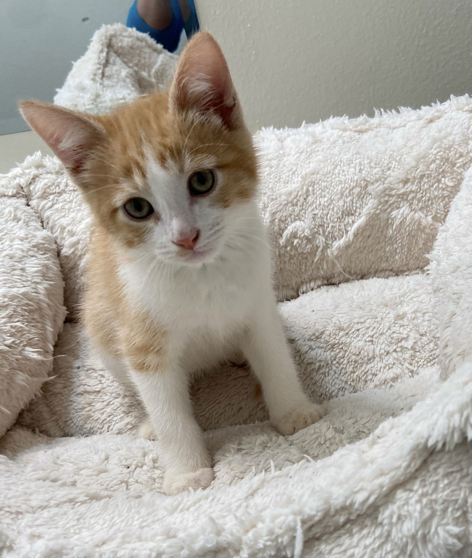 adoptable Cat in Napa, CA named Carrot