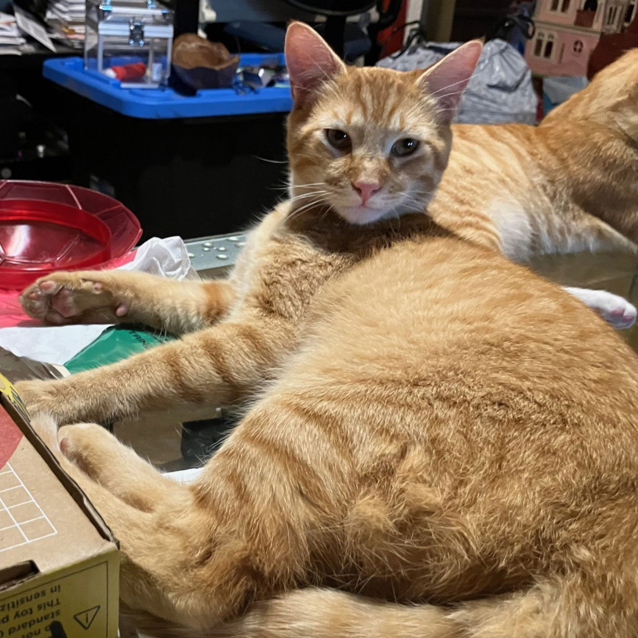 adoptable Cat in Napa, CA named Leonardo