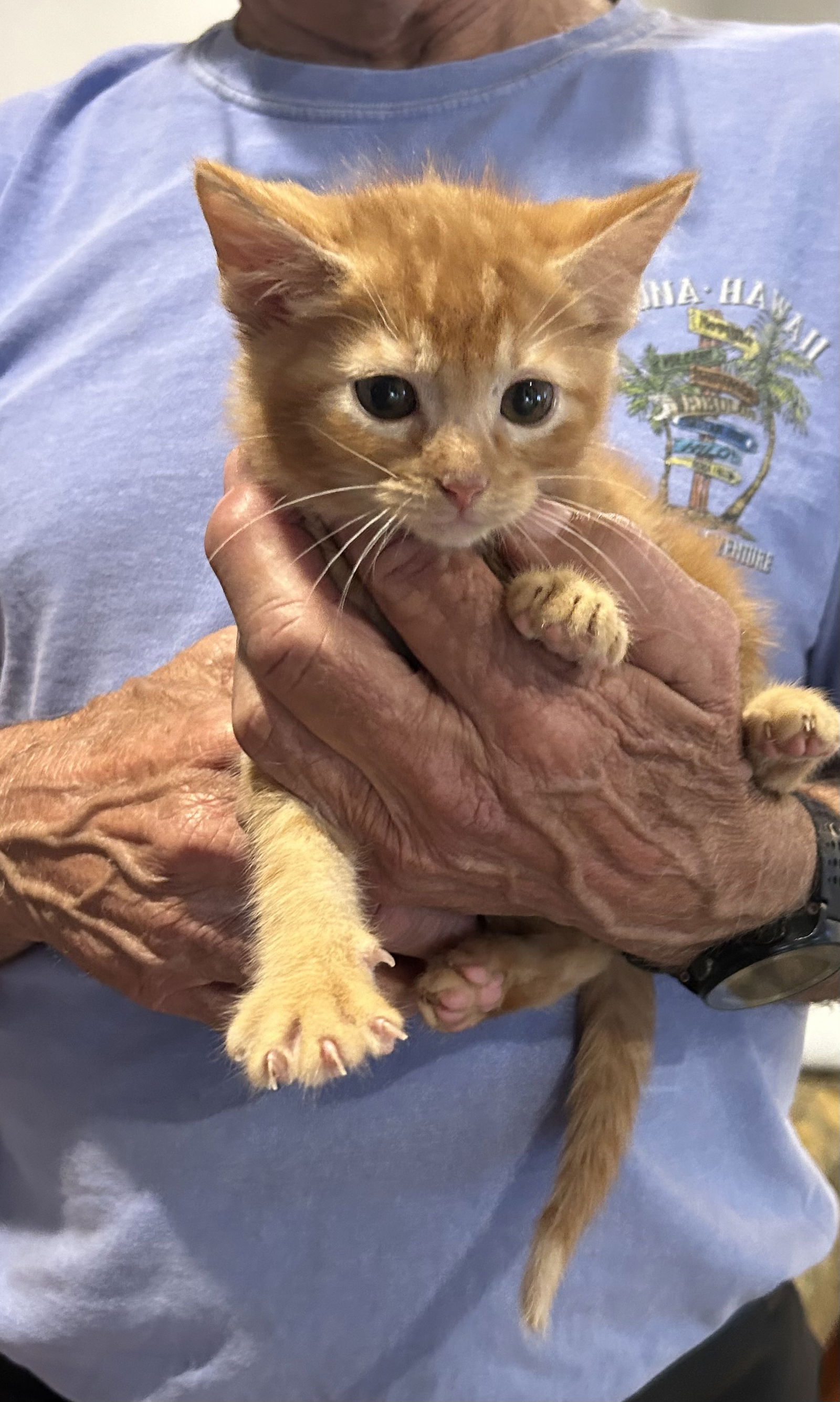 adoptable Cat in Napa, CA named Pudding