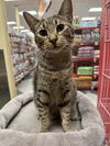 adoptable Cat in  named Sebastian (Napa Petco)