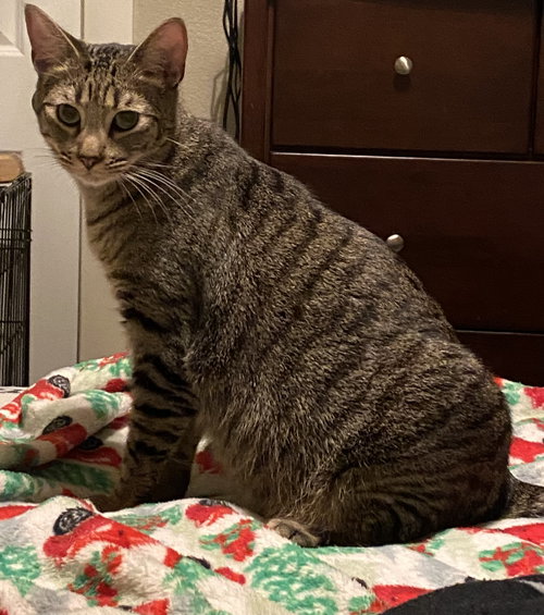 picture of the cat needing adoption