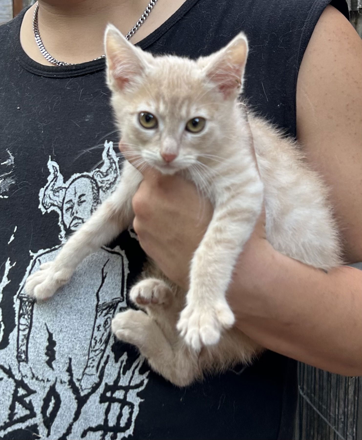 adoptable Cat in Napa, CA named Marigold CC