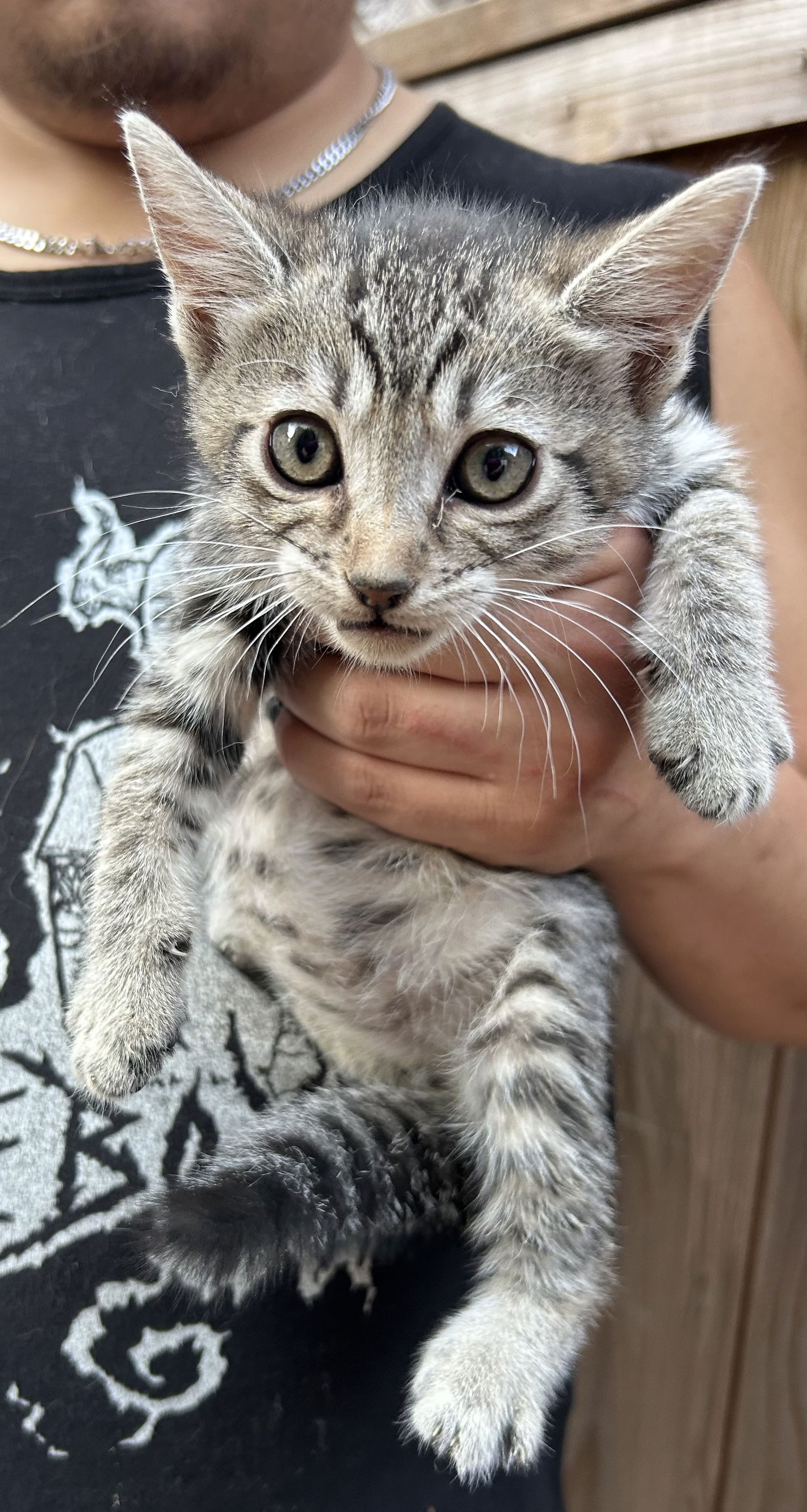 adoptable Cat in Napa, CA named Mindy Napa petco