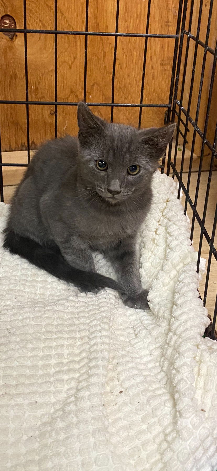 adoptable Cat in Napa, CA named Benji Napa Petco