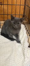 adoptable Cat in  named Benji Napa Petco