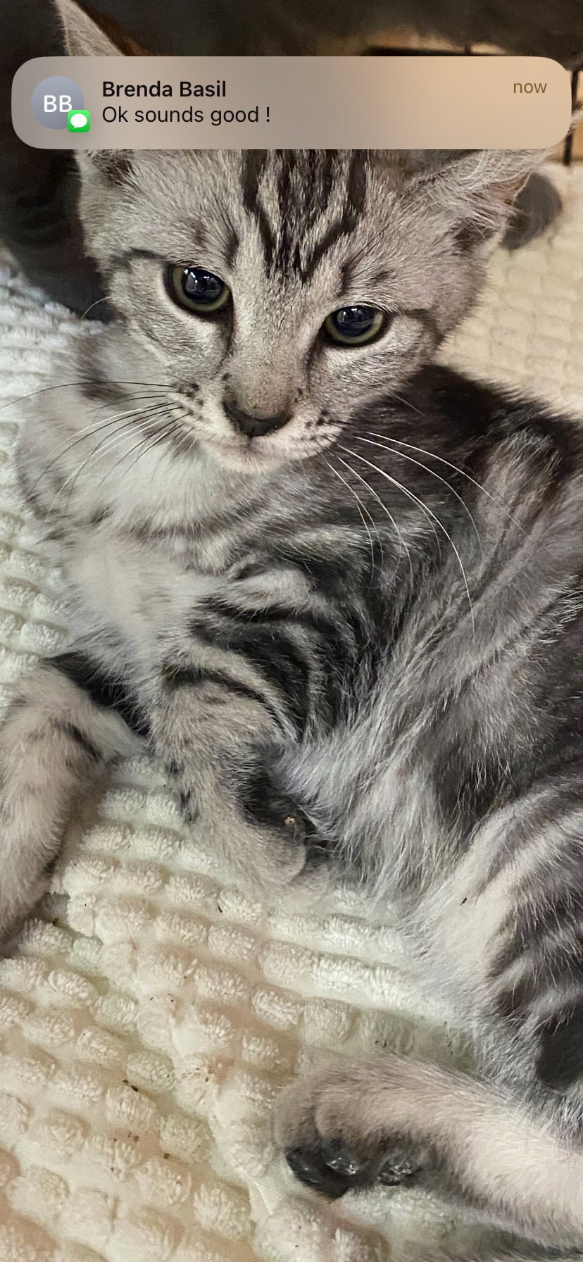 Cats for Adoption in Walnut Creek, California Alpha Paw