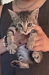 adoptable Cat in  named Cindy Lou napa petco