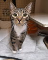 adoptable Cat in  named Jenny Napa petco