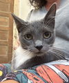 adoptable Cat in napa, CA named Sophie -Napa Petco