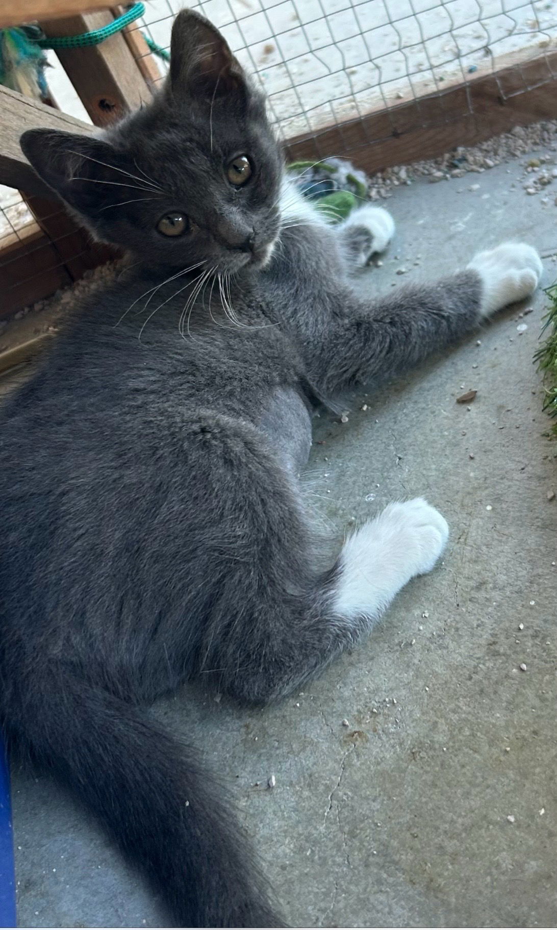 adoptable Cat in Napa, CA named Stevie Ray -D