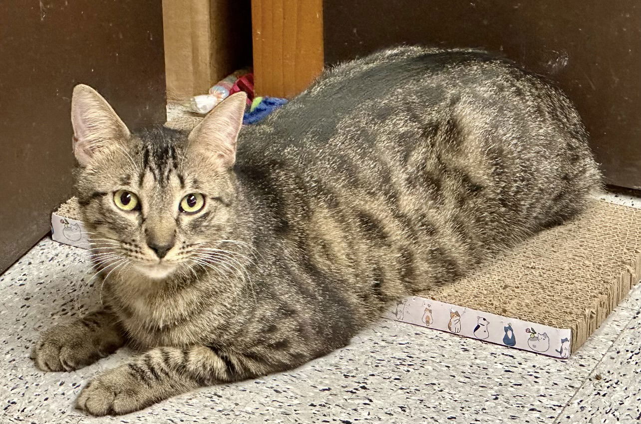 adoptable Cat in Napa, CA named Boots