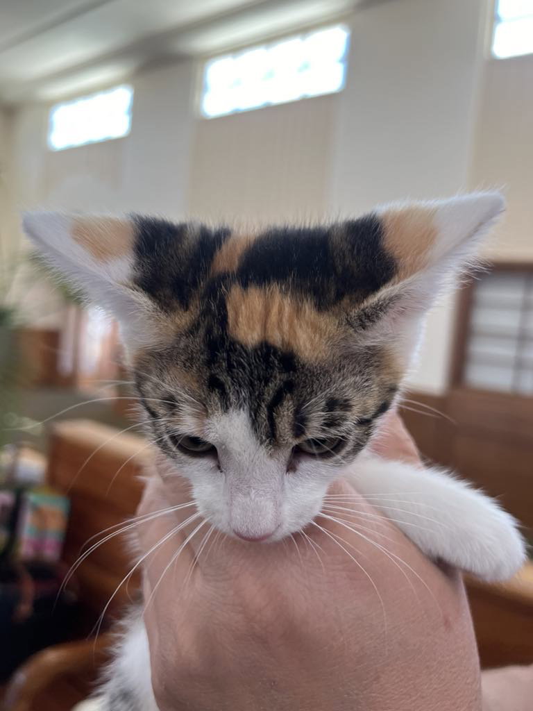 Cats for Adoption in Yolo County, California Alpha Paw