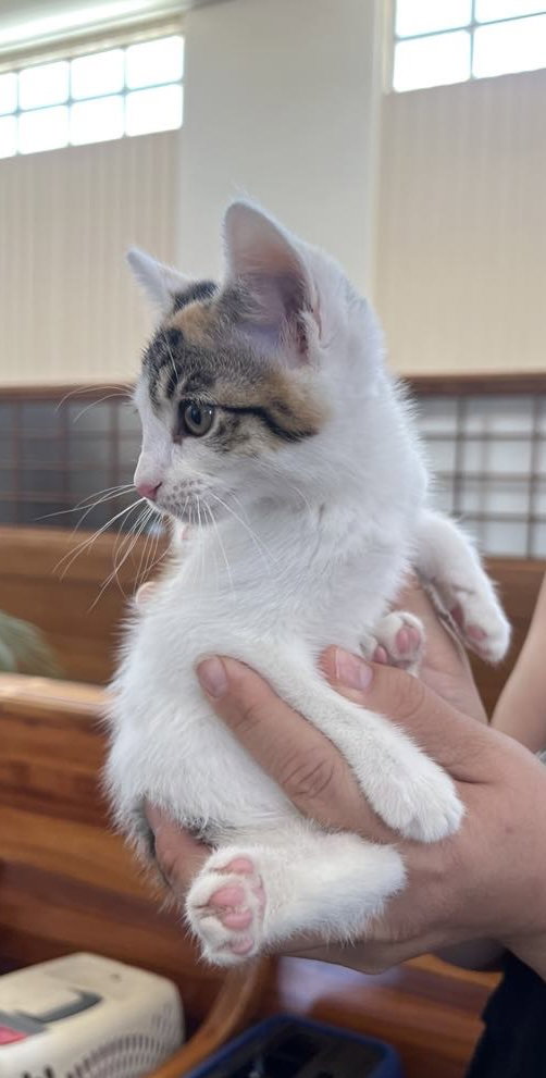 Cats for Adoption in Yolo County, California Alpha Paw