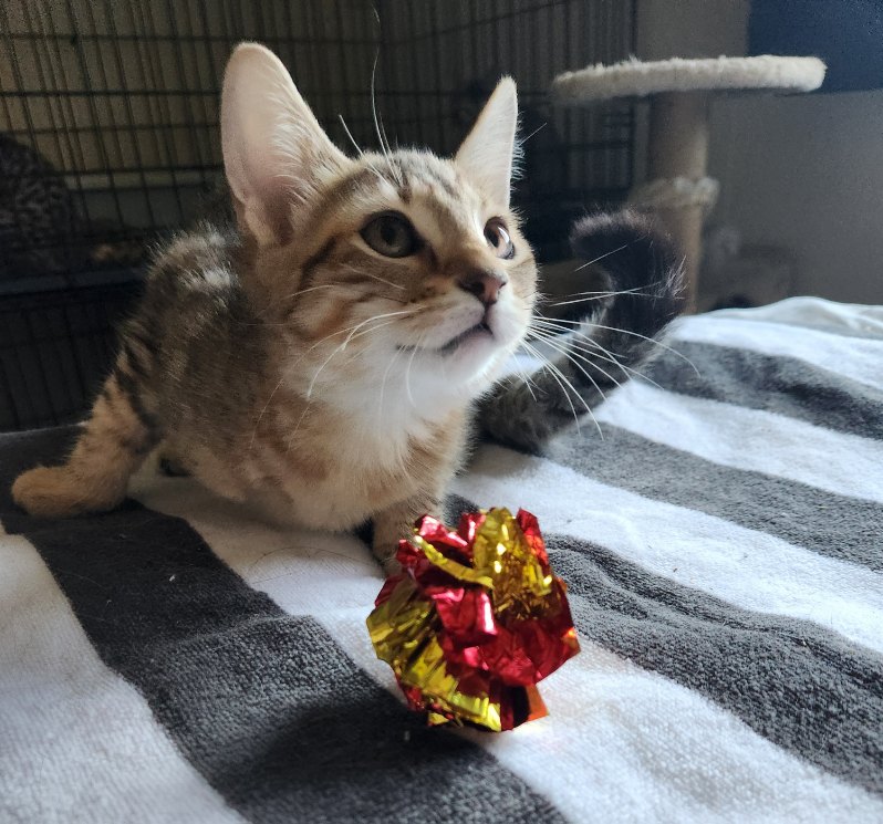Cats for Adoption in Walnut Creek, California Alpha Paw