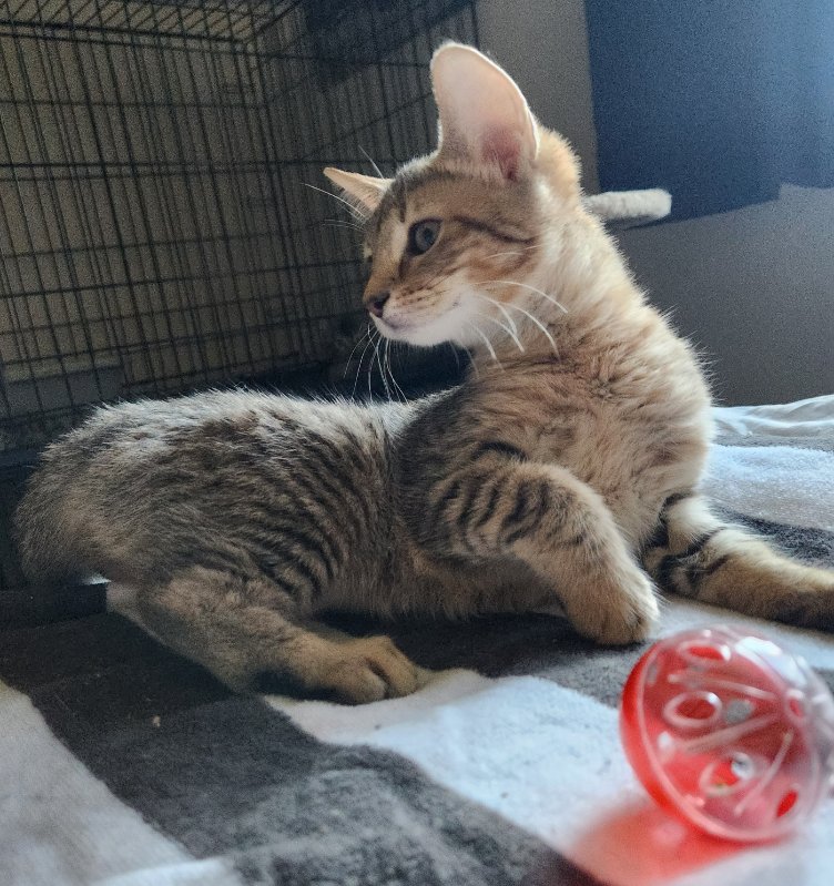 Cats for Adoption in Walnut Creek, California Alpha Paw