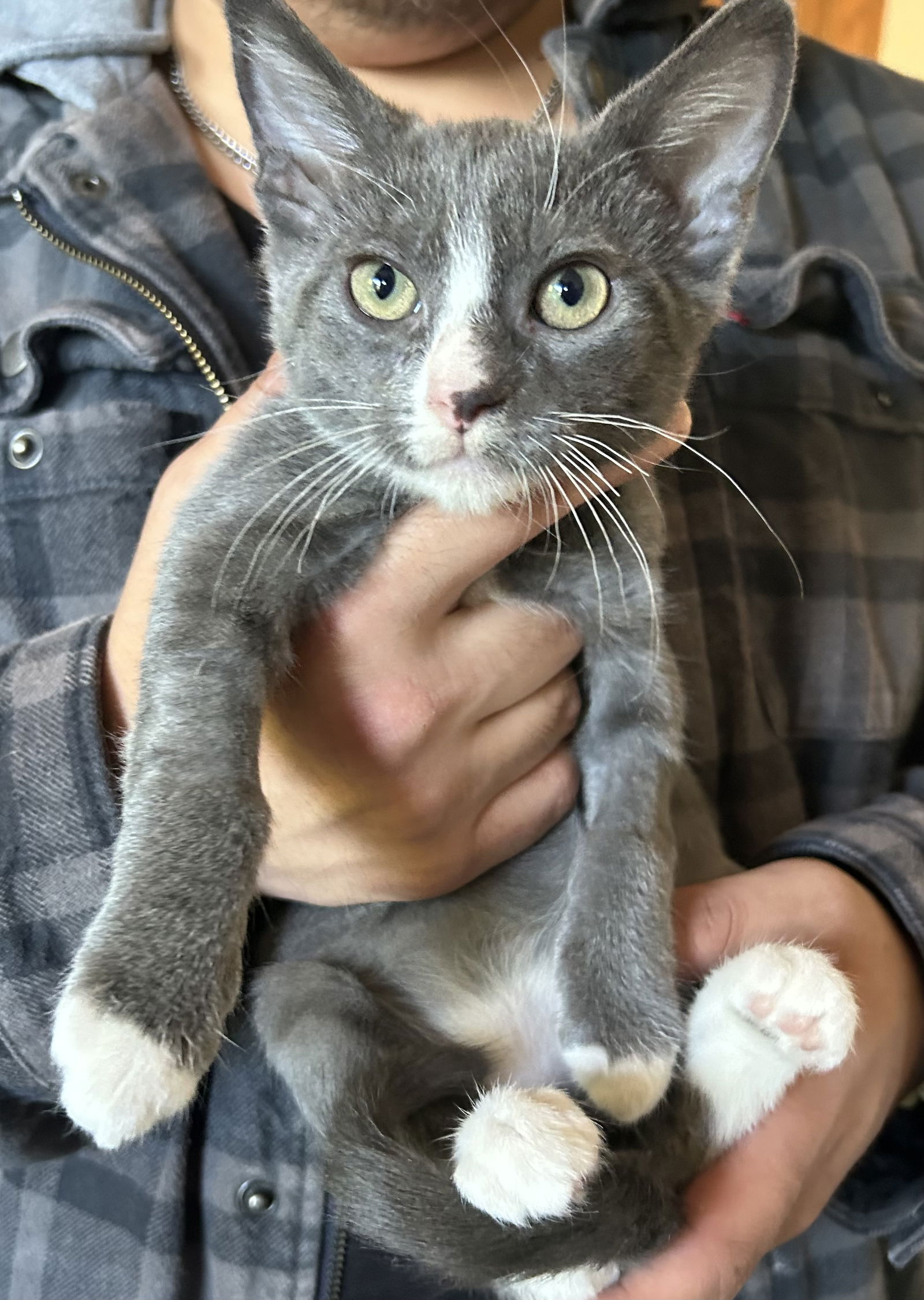 adoptable Cat in Napa, CA named Tender heart SC