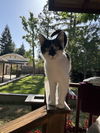 adoptable Cat in Napa, CA named Quartz KT