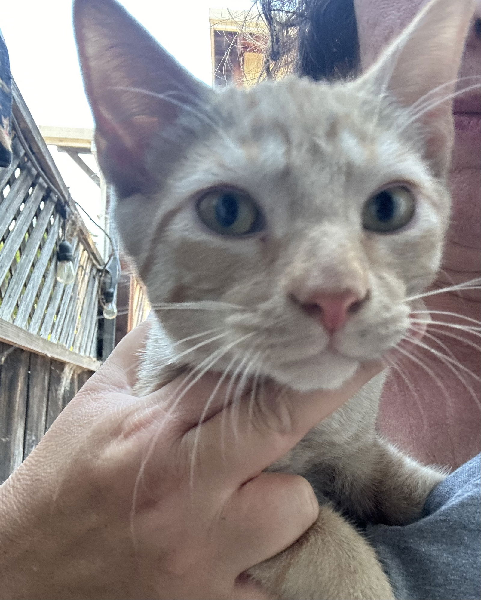 adoptable Cat in Napa, CA named Derek MC