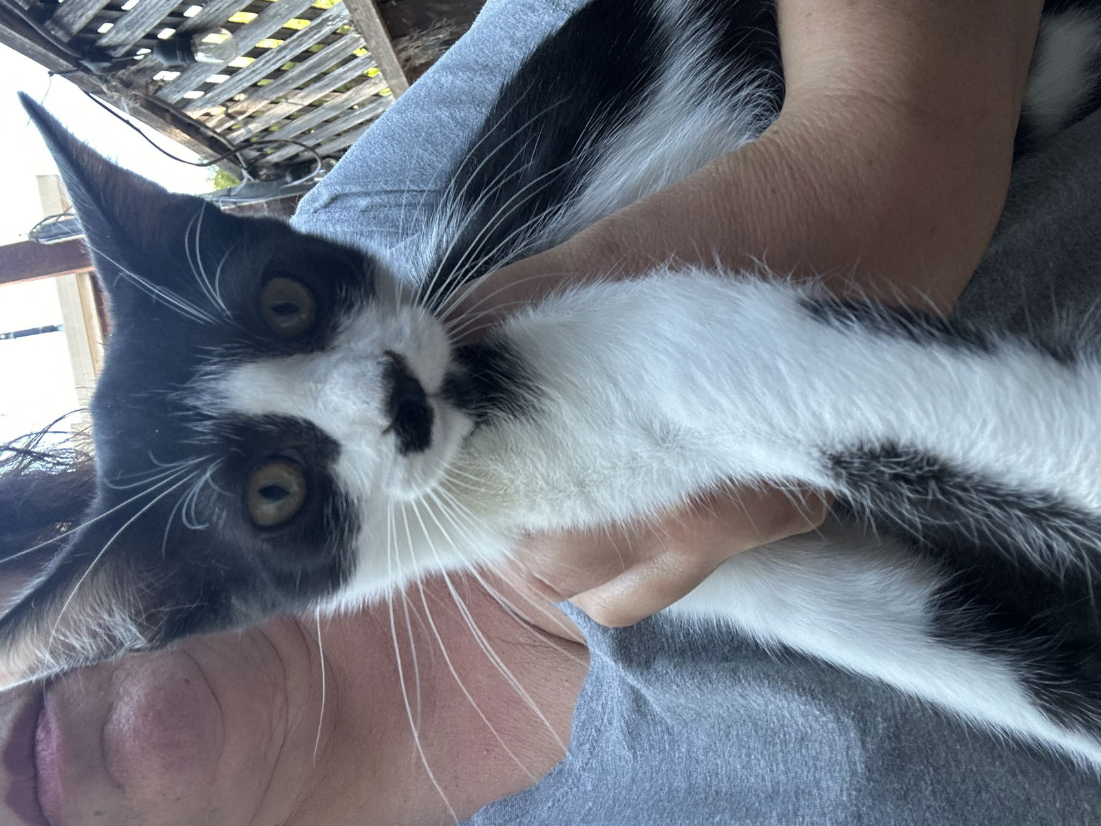 adoptable Cat in Napa, CA named Bodhi MC