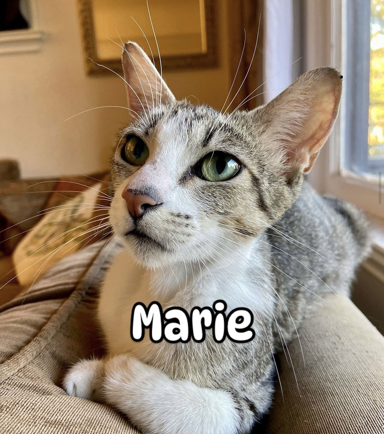 adoptable Cat in Napa, CA named Miss Marie