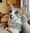 adoptable Cat in Napa, CA named Miss Marie