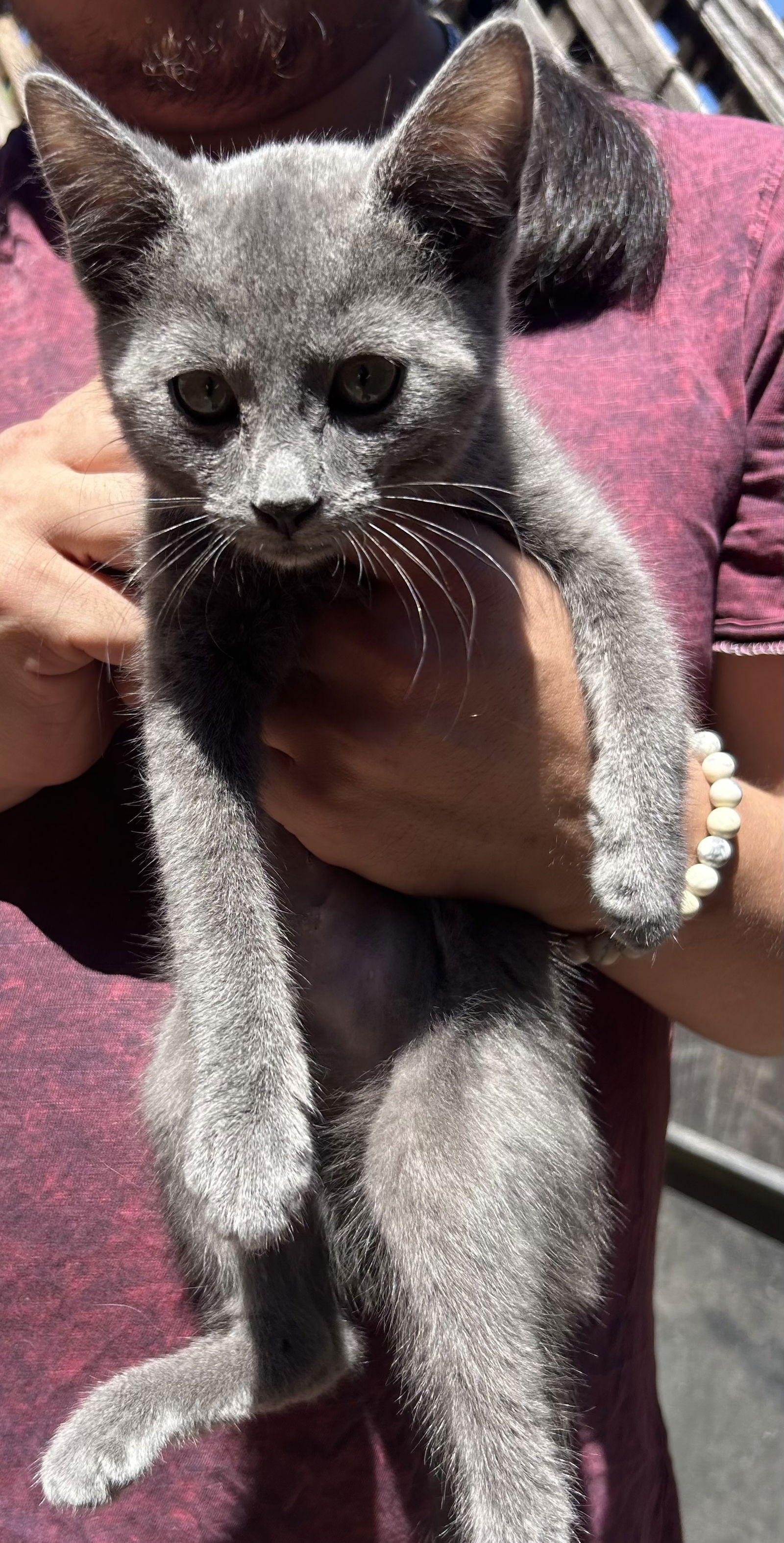 adoptable Cat in Napa, CA named Bunny Cake  MC