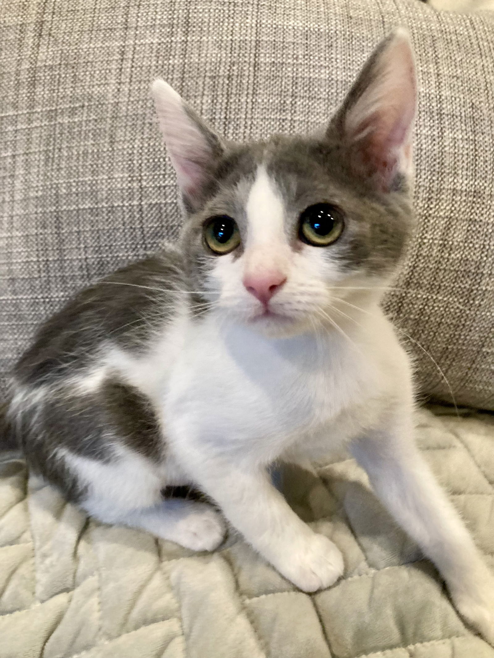 adoptable Cat in Napa, CA named Francesca