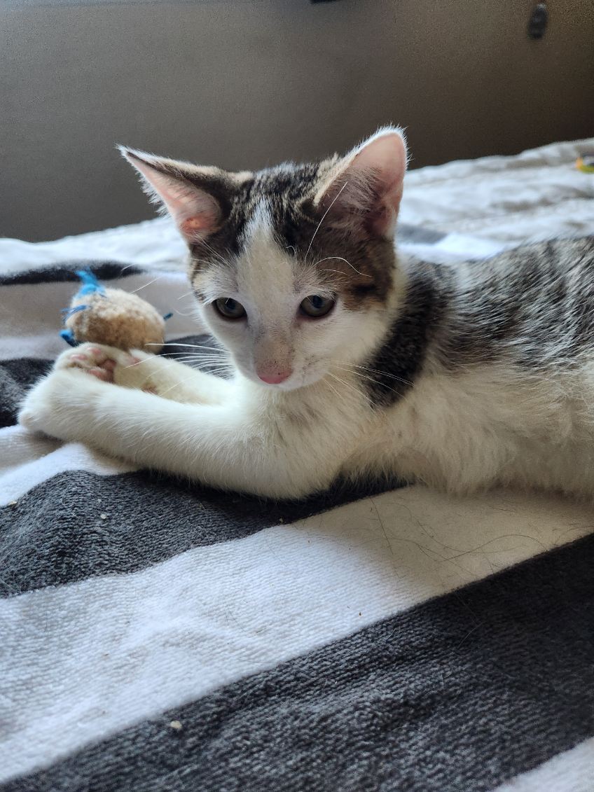 adoptable Cat in Napa, CA named Buick - Petco