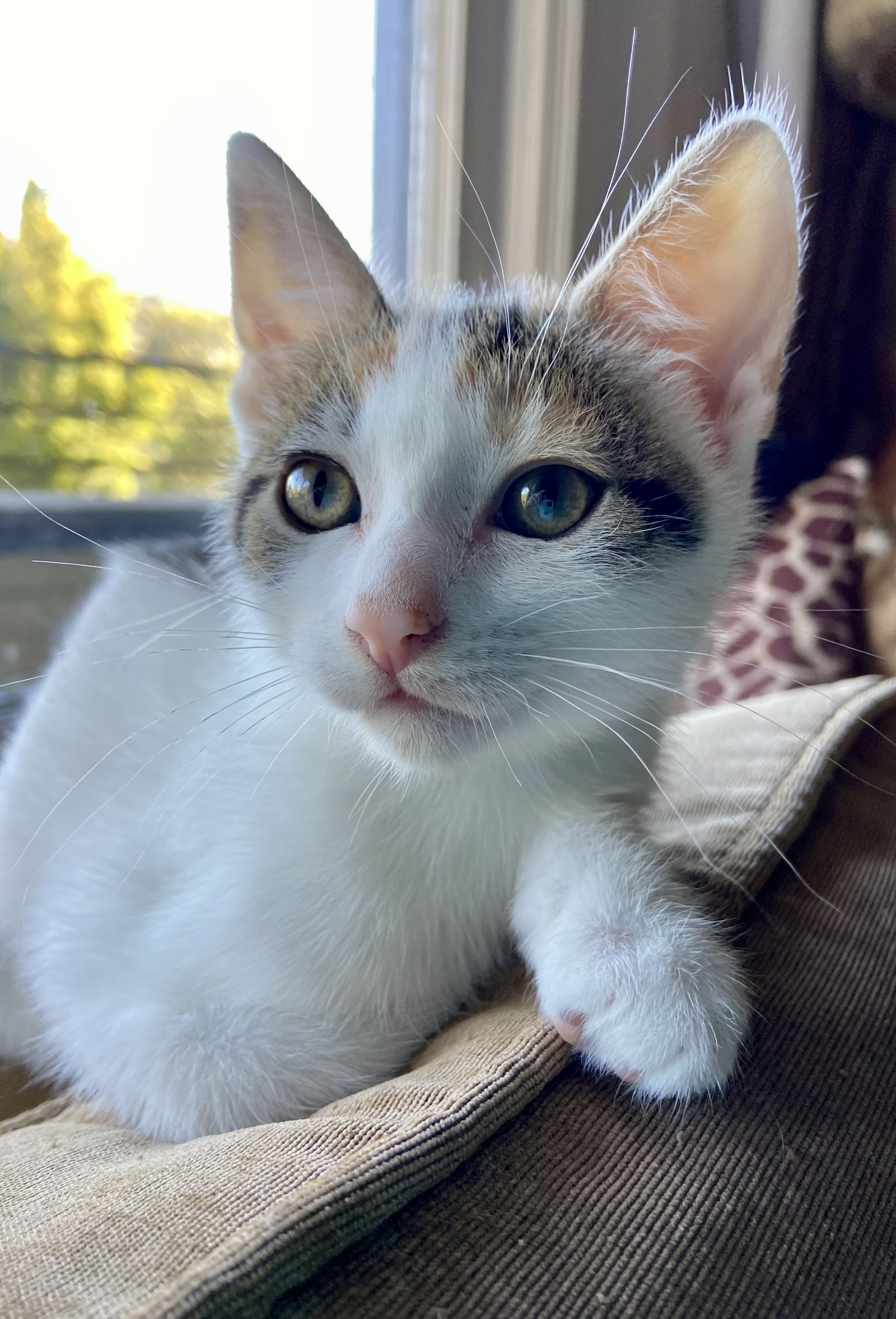 adoptable Cat in Napa, CA named Beatrice NH