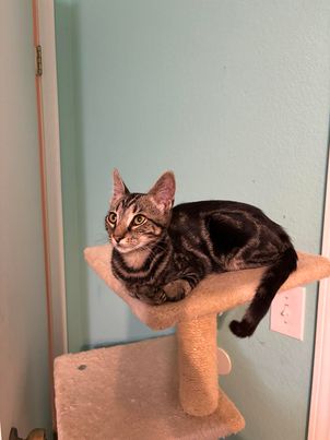 adoptable Cat in Napa, CA named Bigsby Loves Dogs (GD)