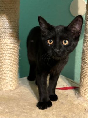 adoptable Cat in Napa, CA named Merlin the Polydactyl (GD)