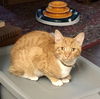 adoptable Cat in Napa, CA named Mr. Jeffries - SG