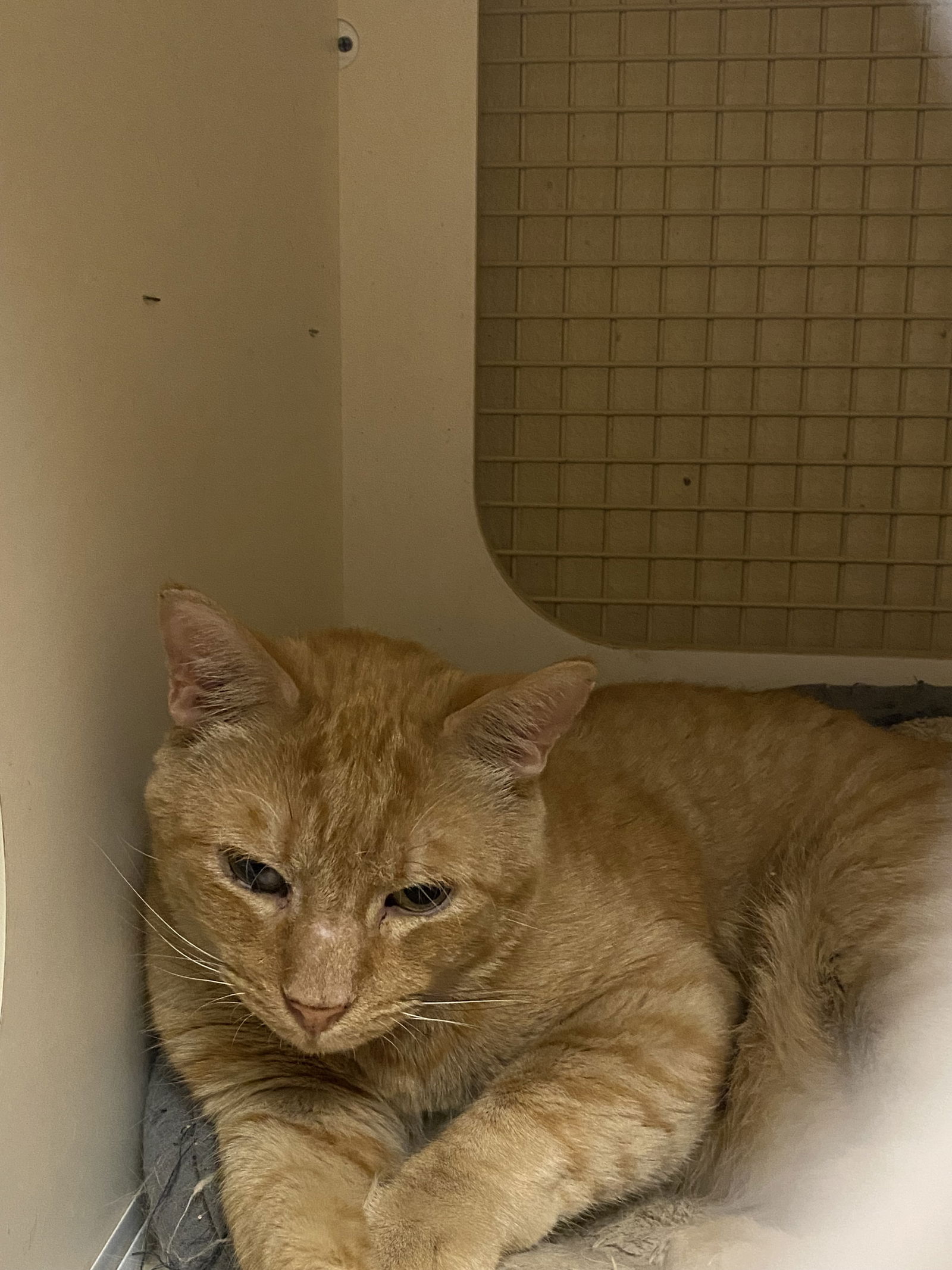 adoptable Cat in Napa, CA named Oran -KT