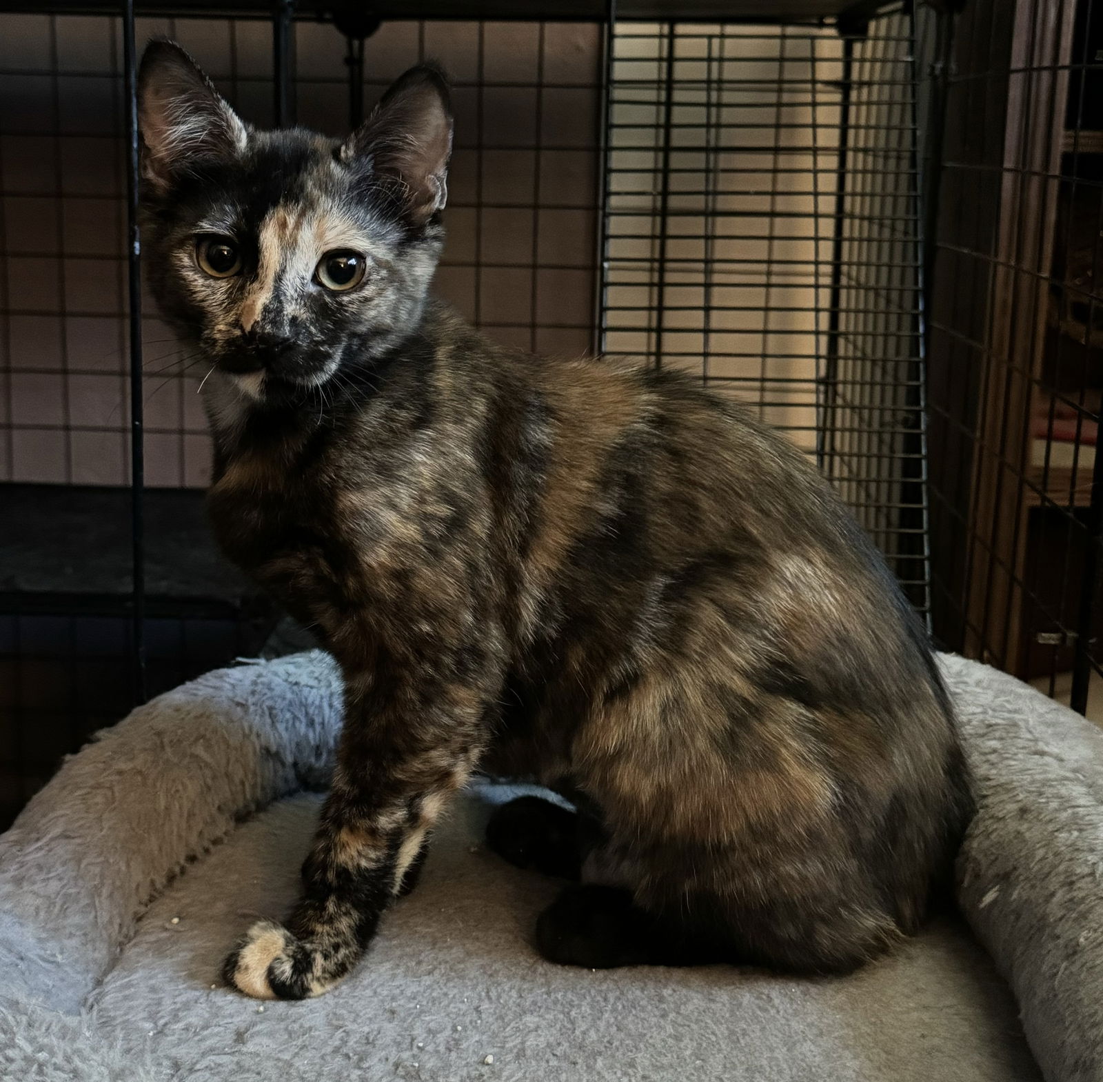 adoptable Cat in Napa, CA named Velma ( MC)