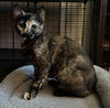 adoptable Cat in  named Velma ( MC)