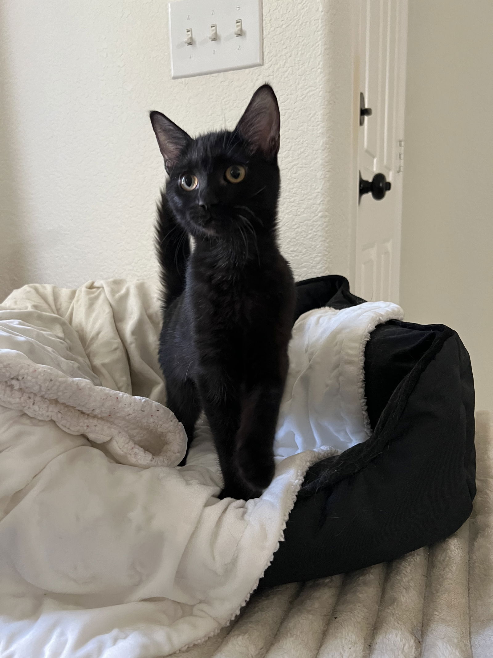 adoptable Cat in Napa, CA named Diana ( MC)