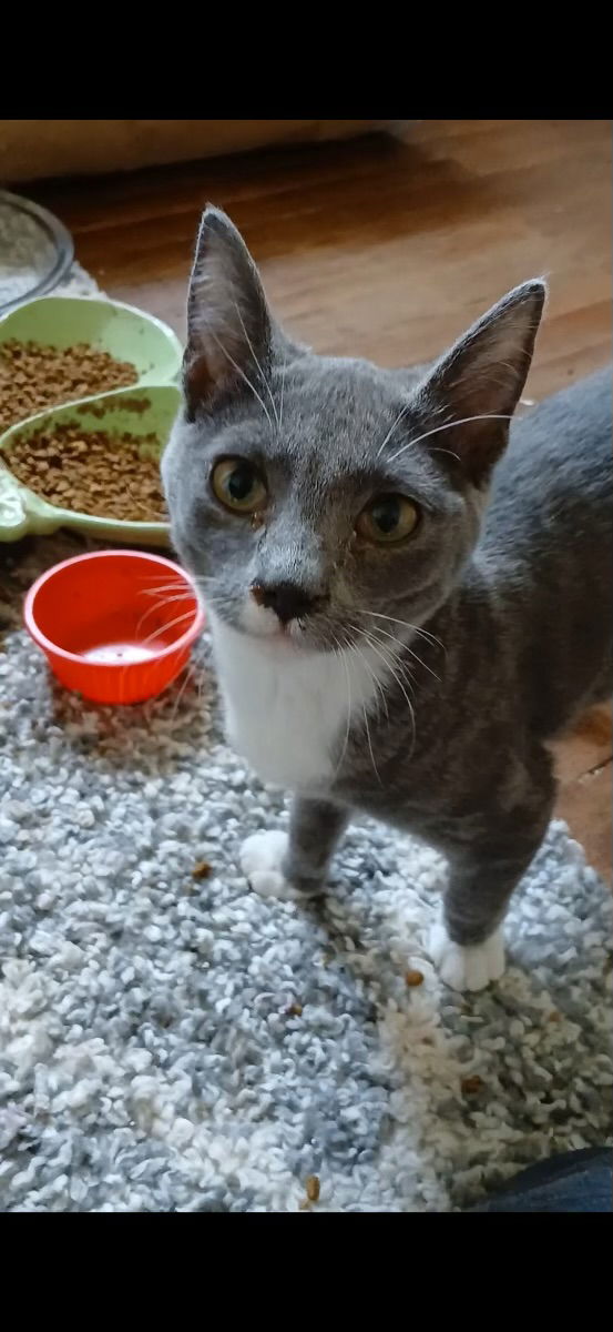 adoptable Cat in Napa, CA named Mousey( MC)