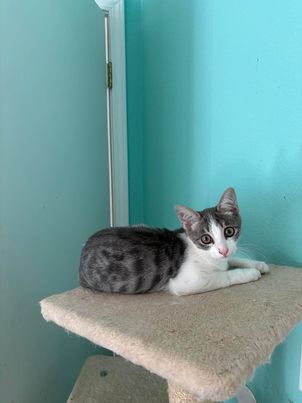 adoptable Cat in Napa, CA named Ms. Maverick the Polydactyl