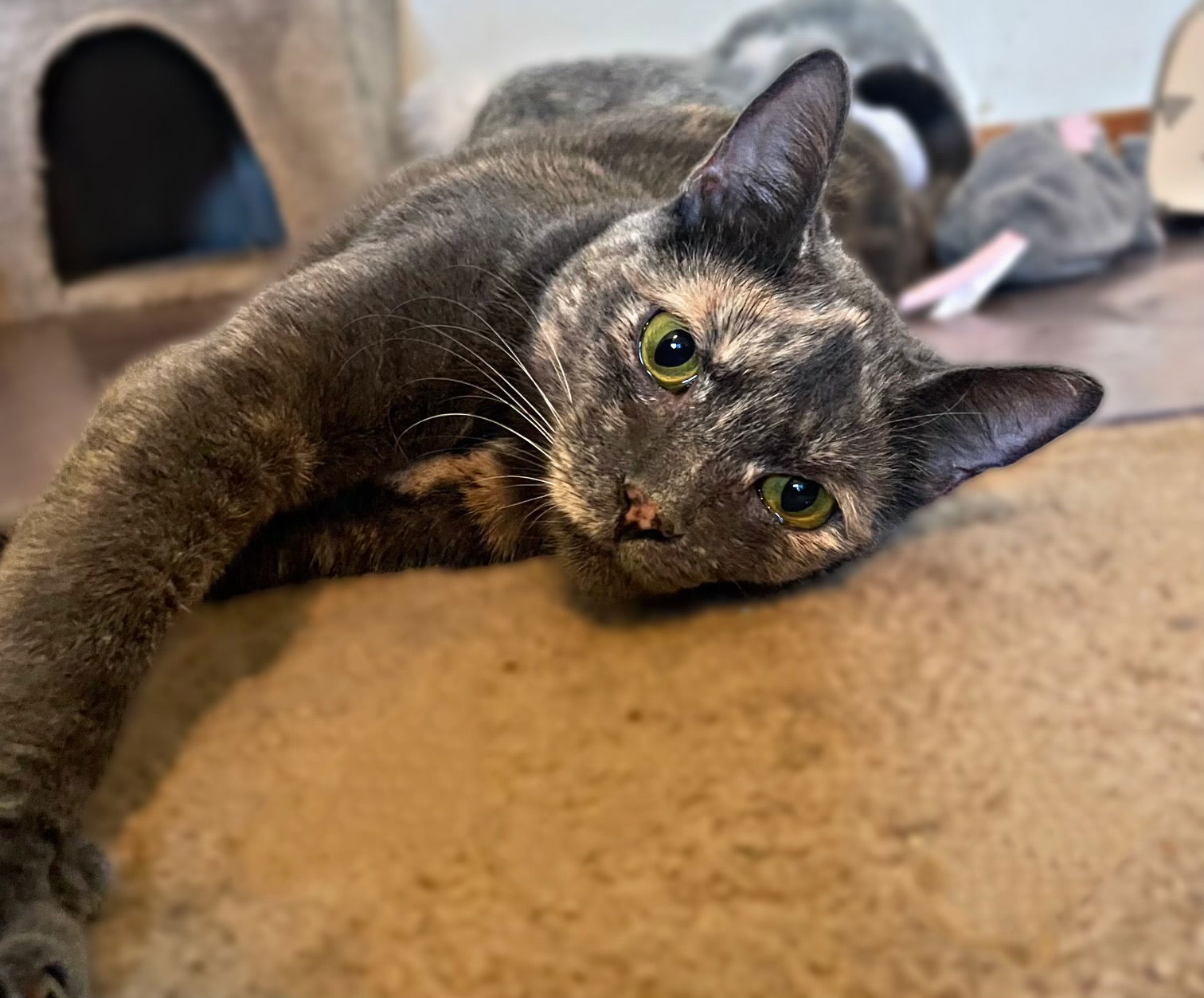 adoptable Cat in Napa, CA named Cleo ( B)