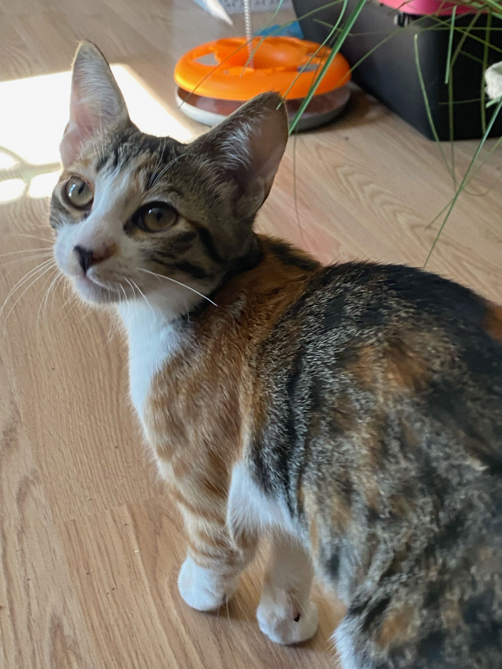 adoptable Cat in Napa, CA named Jasmine ( GD)