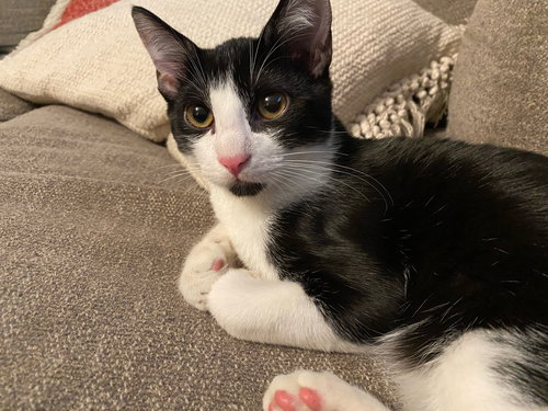 BOBA ( NAPA GDS) - Tuxedo available for adoption