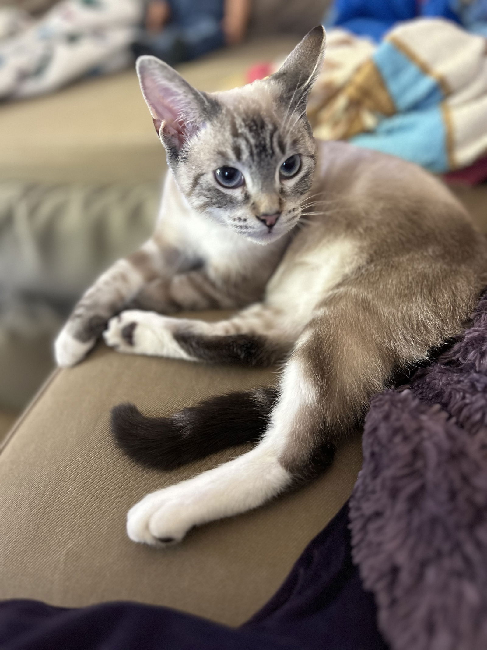 adoptable Cat in Napa, CA named Mimi Starlight ( MC)