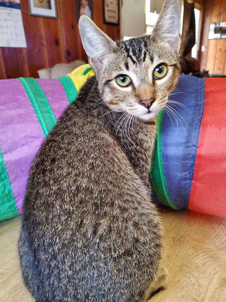 adoptable Cat in Danville, CA named Juniper. ( MC)